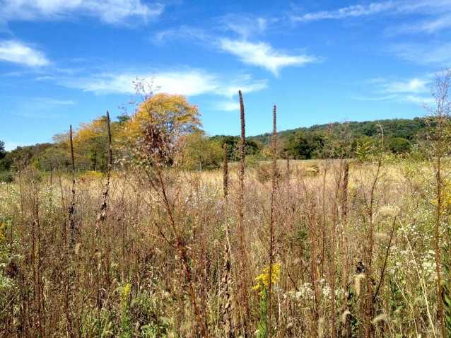 field in fall